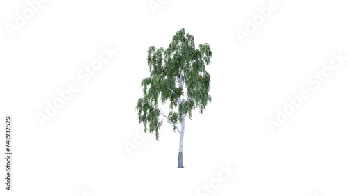 tree side view top dicut png