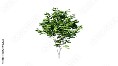 tree side view top dicut png