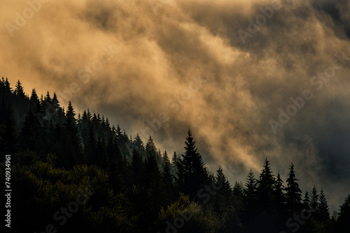 Incredibly beautiful sunrise in the mountains. Coniferous trees in the fog and the rays of the sun through the foggy forest. 