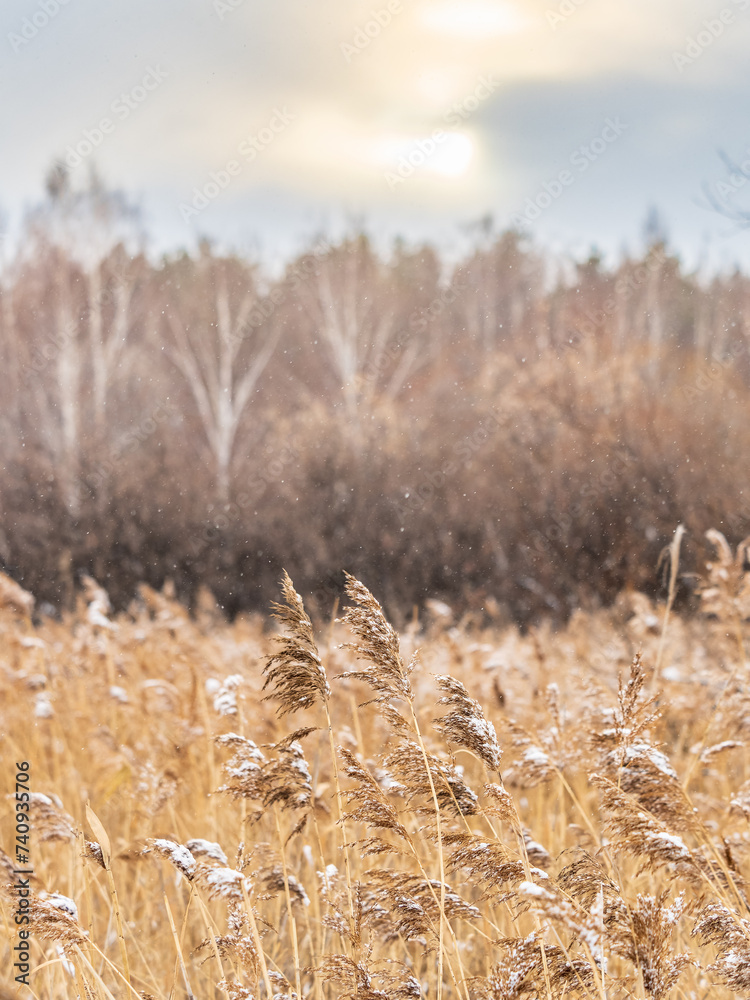 Obraz premium Winter landscape across fields with frosty grass and bog frozen over with trees on horizon