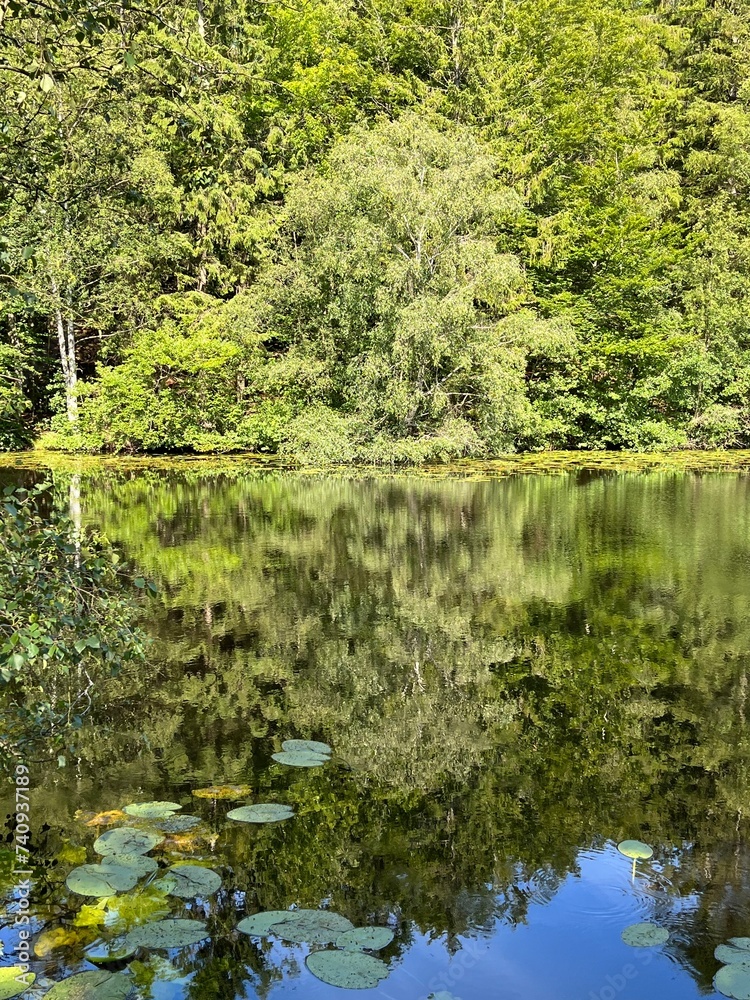 lake in the forest