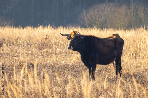 The aurochs (Bos primigenius), tauros breed living in wetland The Janovsky mokrad in Pilsen region, Czech Republic, Europe. photo