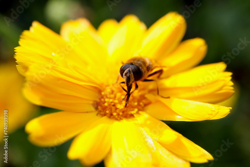 Close-up of a hoverfly cleaning its proboscis and sitting on a yellow-orange flower © Erik