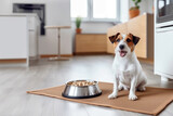 Patient jack russell terrier sits near it's bowl with dog food. Modern kitchen on background. Raising domestic animal in flat or townhouse. Feeding dog concept. 