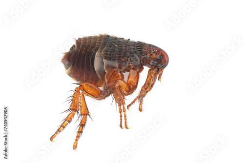 Flea on a white background close-up. A troublesome parasite of domestic animals and humans. A carrier of disease causing microorganisms.