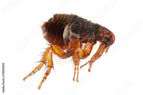 Flea on a white background close-up. A troublesome parasite of domestic animals and humans. A carrier of disease causing microorganisms.