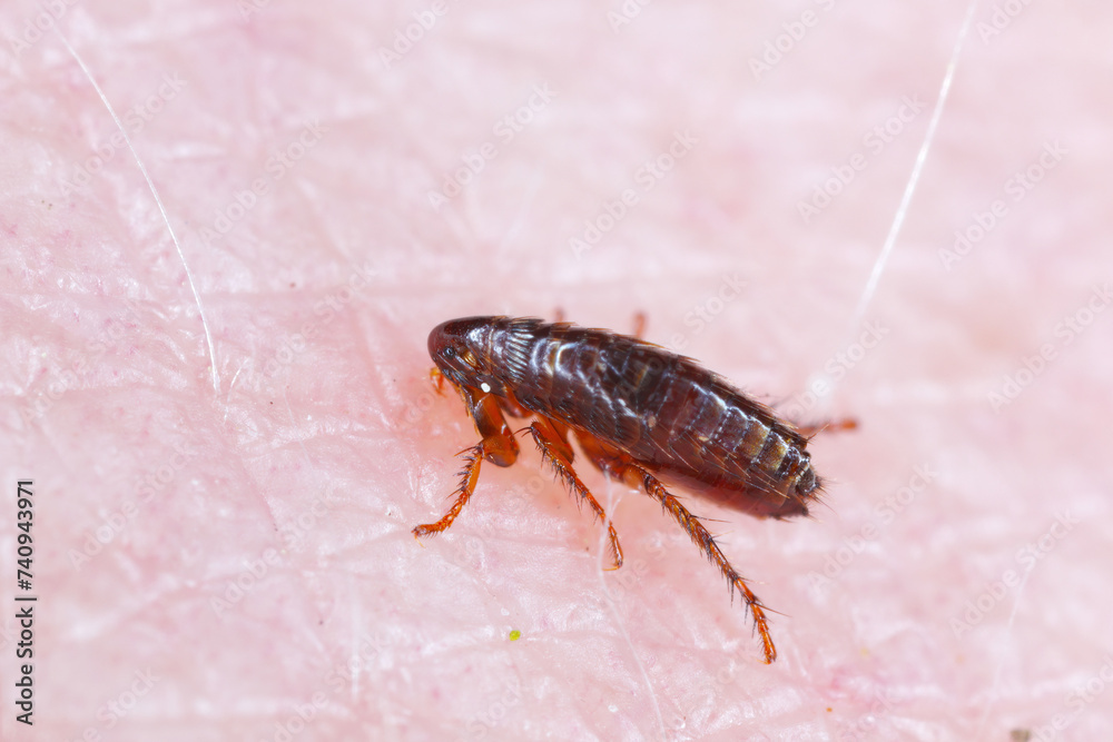 A flea biting on the skin of human hand, drinking blood. A nuisance