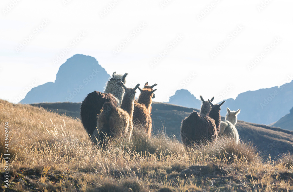 Fototapeta premium Llama