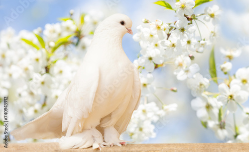 White dove perching on wooden board against blooming cherry tree