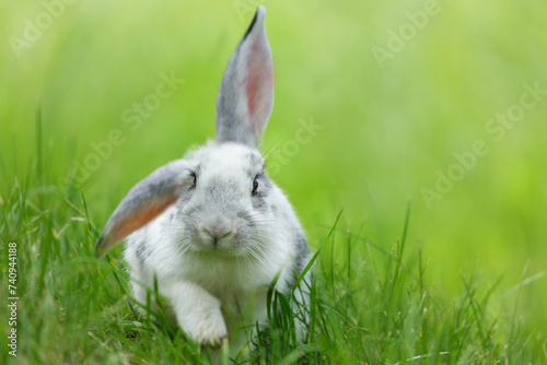 Little rabbit sitting in grass in a park. Bunny over green background. Summer time