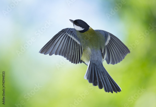 Bird flying on colorful background. The great tit (Parus major)