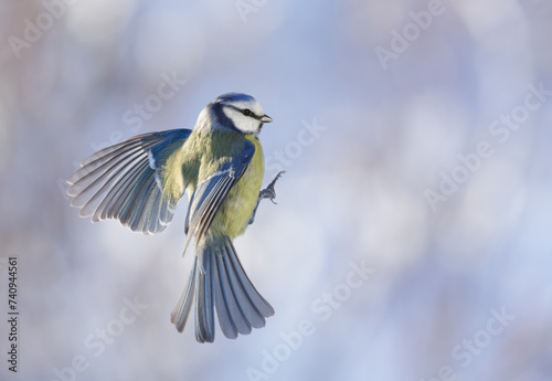 Little bird flying on colorful background. The blue tit, Parus caeruleus