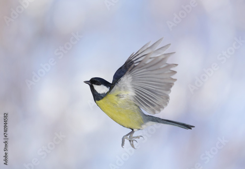Bird flying on colorful background. The great tit (Parus major)