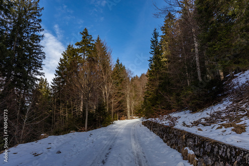 vista grandangolare su di un bosco selvaggio di montagna innevato, visto da una strada sterrata, che passa in mezzo agli alberi alti, sotto un cielo azzurro, di pomeriggio, in inverno photo