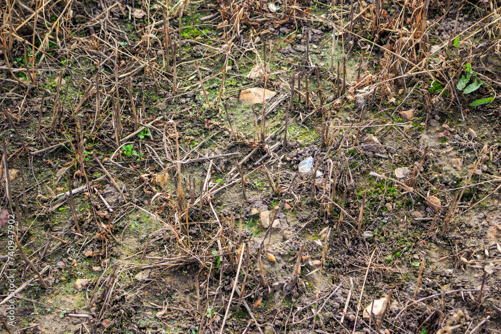 Farm field with remnants of mown grass and rocky ground Farm field with remnants of mown grass and rocky ground