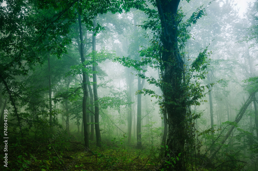 lush forest with green foliage on rainy weather
