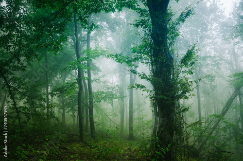 Fototapeta Naklejka Na Ścianę i Meble -  lush forest with green foliage on rainy weather