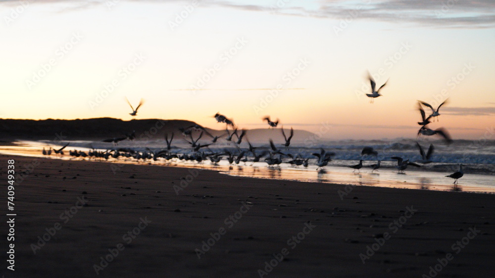 playa con aves en el amanecer