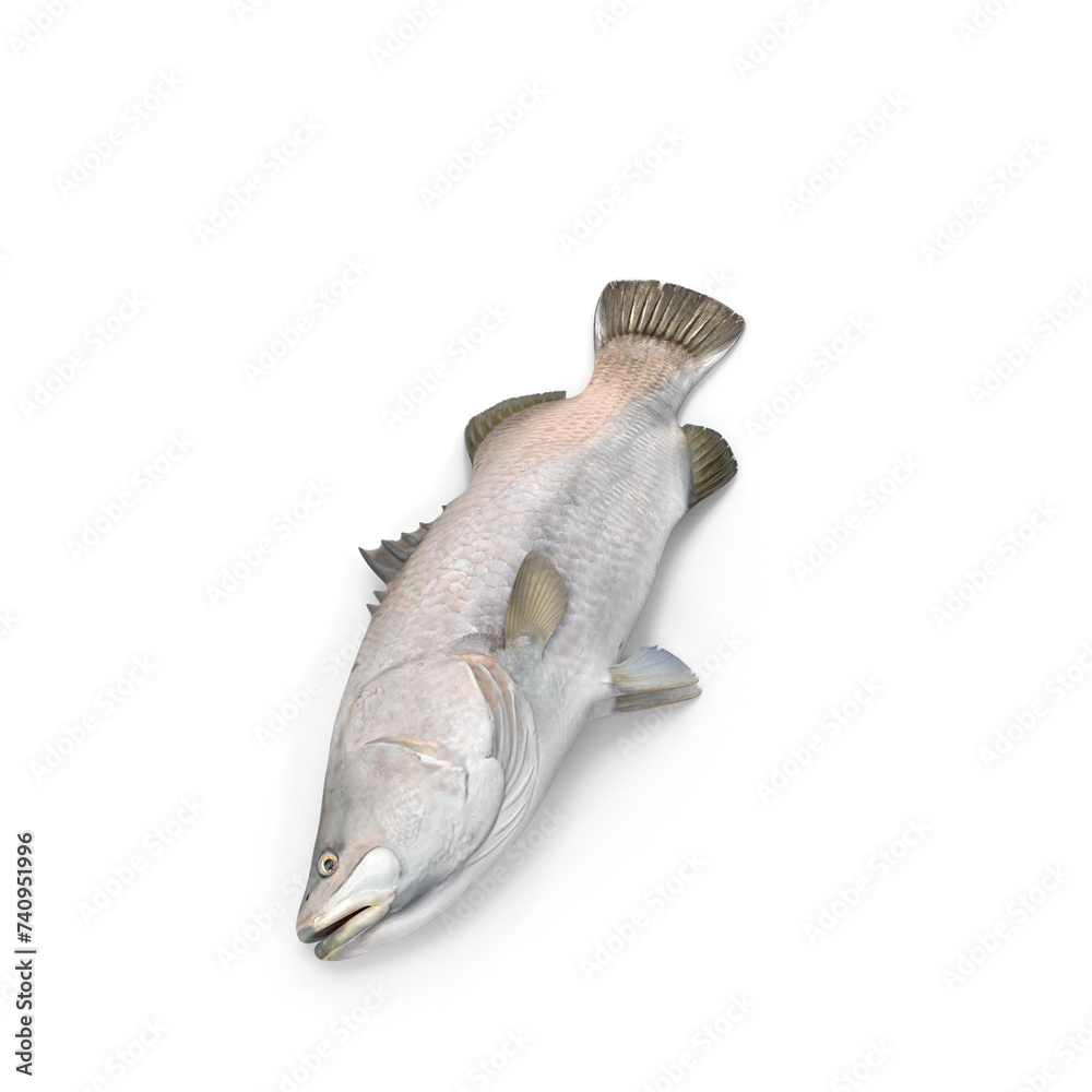 Asian Sea Bass Fish Lying
