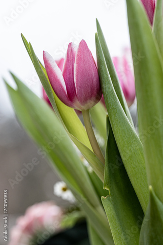 Close-up of beautiful pink tulips. Fresh flowers with green leafs