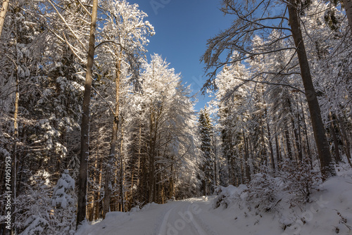 Ampia visuale panoramica che mostra una strada sterrata che attraversa un bosco in un ambiente di montagna, completamente innevato e all'ombra, durante un freddo pomeriggio d'inverno, con cielo sereno