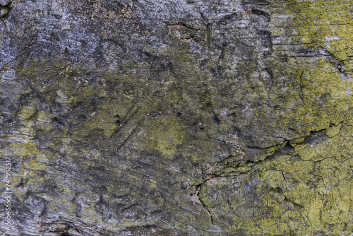 dark gray wood texture with patches of green moss