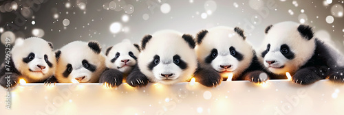 Holiday banner with cute panda bears. Group of pandas above white banner looking at camera. World wildlife day or National panda day banner. © ita_tinta_