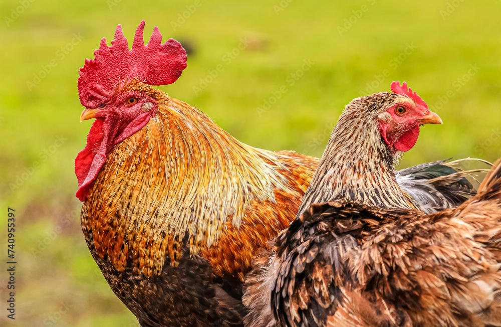 Rooster and hen on blurred green background.