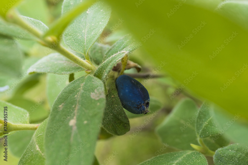 ripening blue berry of honeysuckle on a branch close-up against green foliage background ripening blue berry of honeysuckle on a branch close-up against green foliage background