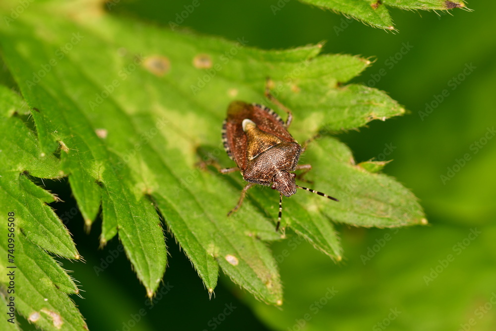 Coreidae, Leaf-footed bug, insects, macro photography
Coreidae, Leaf-footed bug, insects, macro photography