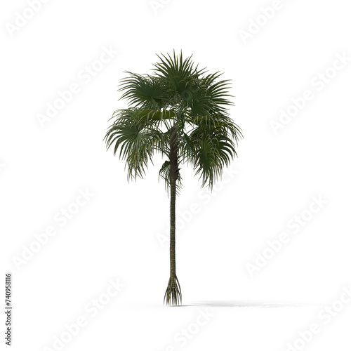 Palm Tree  © PNG 