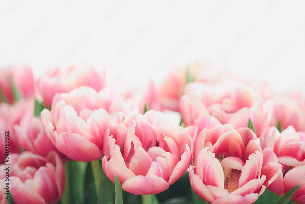 Close-up bouquet of pink tulips. Anniversary celebration concept. Soft focus