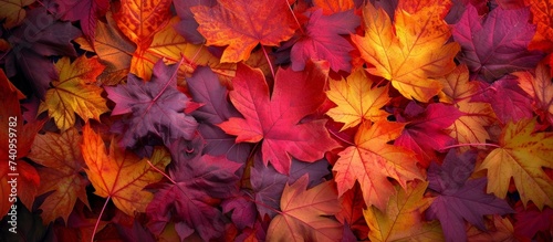 Vibrant and Colorful Autumn Leaves Background for Nature Lovers and Botanical Enthusiasts