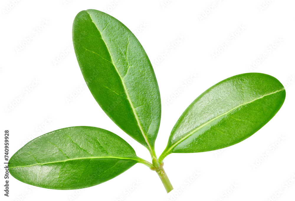 Pomegranate leaf isolated on white background Pomegranate leaf isolated on white background