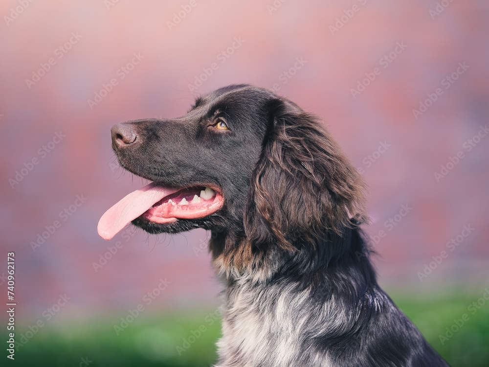 Portrait of young Munsterlander dog. Face close-up, Portrait of young Munsterlander dog. Face close-up,