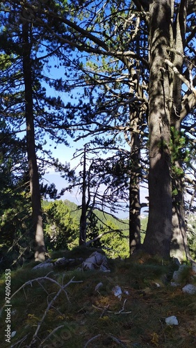 trees in the forest