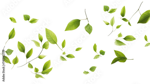 Floating green leaves on a transparent background