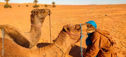 Scattered on the fine desert sand, a group of camels rests amidst the vast landscape, with palm trees dotting the horizon in the town of Timimoun, Algeria. photo