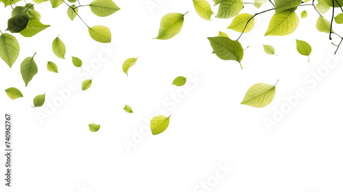 Green leaves isolated falling on transparent background