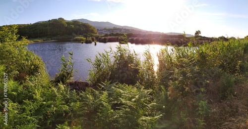 lake and forest