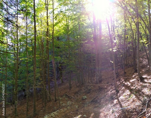 Fototapeta Naklejka Na Ścianę i Meble -  morning in the forest