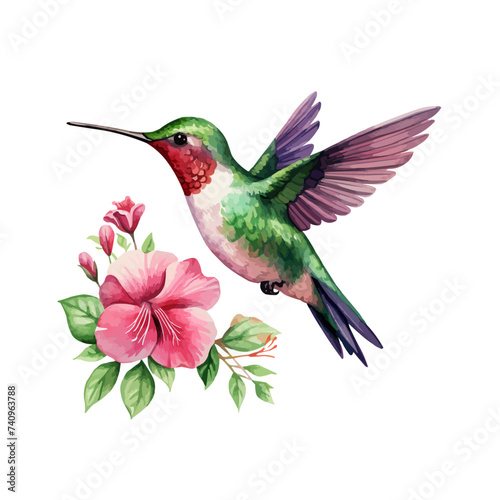 watercolor Hummingbird clipart for graphic resources