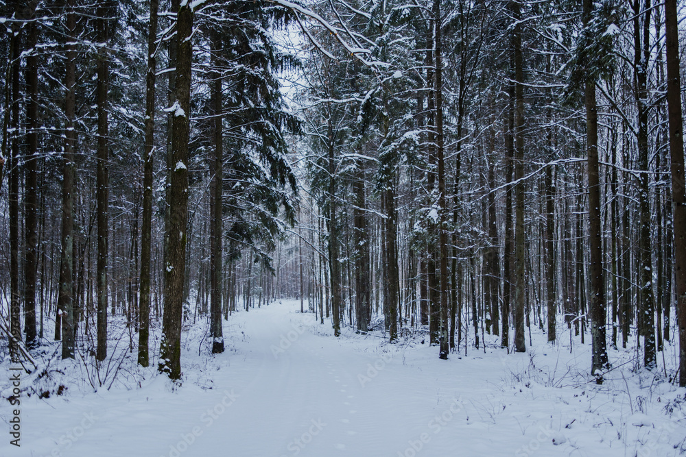 winter forest landscape after heavy snowfall