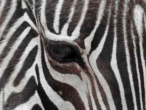 Close-up of the zebra s face in a detailed view