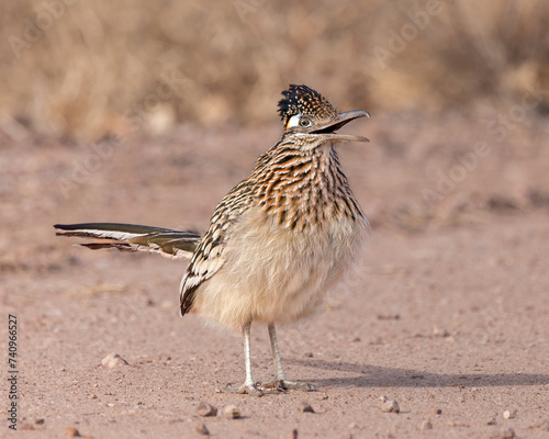 A Greater Roadrunner calls from Bosque del Apache National Wildlife Refuge, New Mexico photo