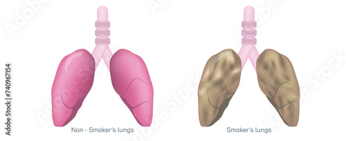 spiration or ventilation vector illustration. the action of breathing and the function of lungs. lungs vector images. smoker and non smoker lungs. Breathe in, breathe out.