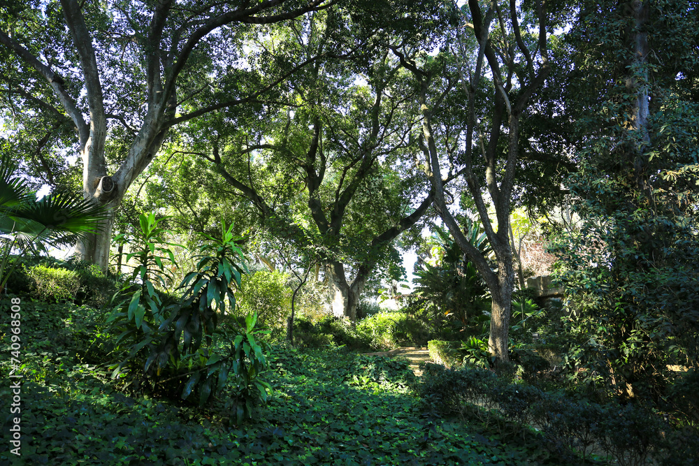 Majestic trees in the garden under the sun Majestic trees in the garden under the sun