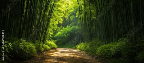 A thoroughfare cutting through a lush green bamboo forest with the suns rays filtering through the canopy of trees photo