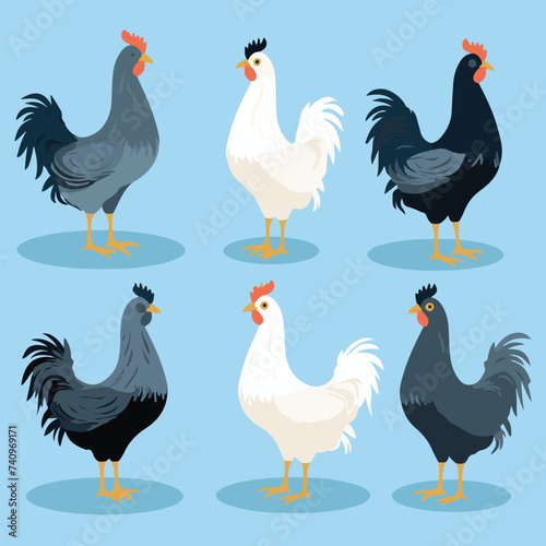 vector illustrations of different chicken breeds, showcasing their unique characteristics and features.