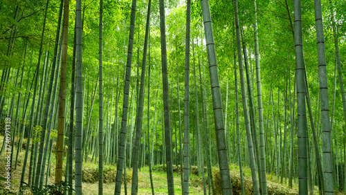 Fototapeta Naklejka Na Ścianę i Meble -  Lush green bamboo forest in Japan